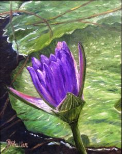water lily, purple